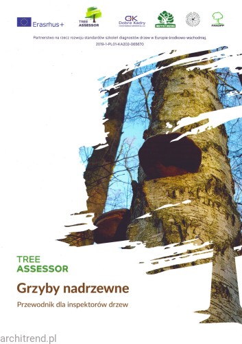 grzyby nadrzewne.jpg